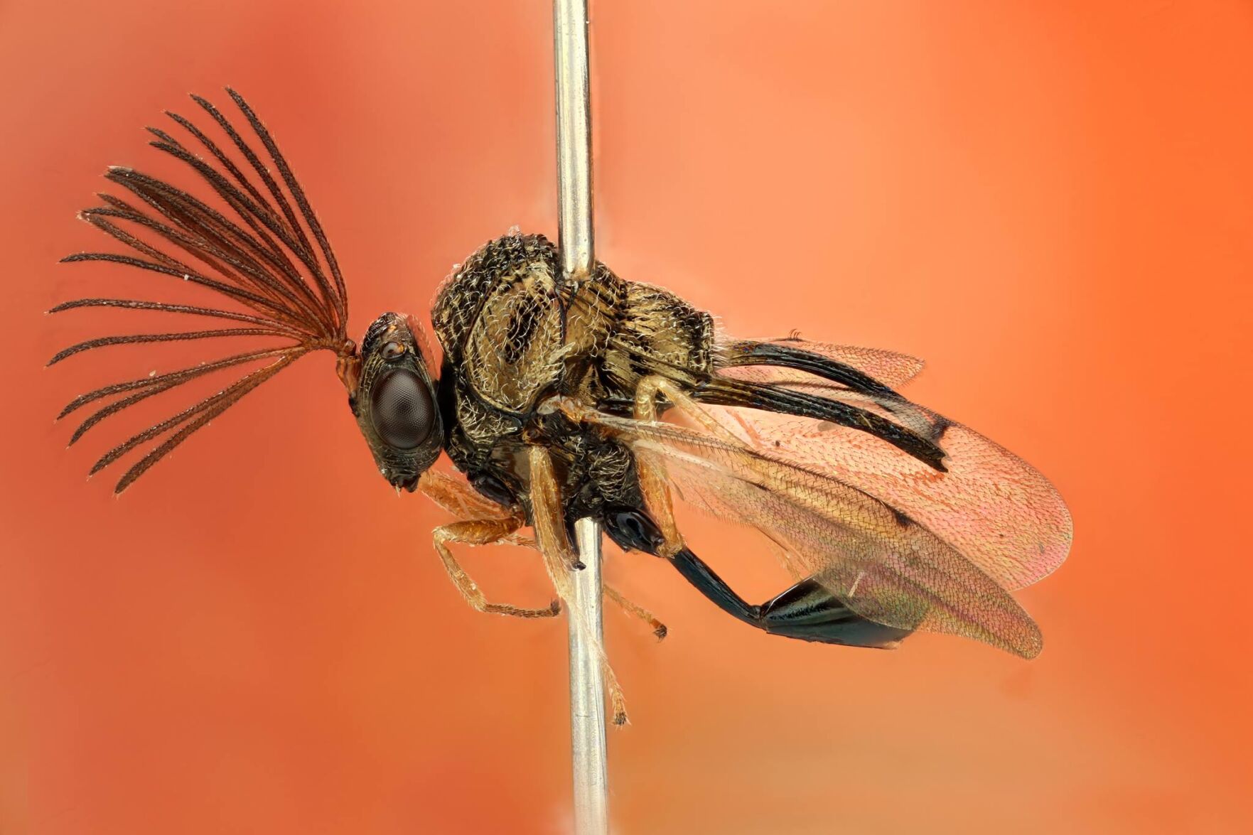 0622_WP_MoE_Six_Legged_Science.jpeg